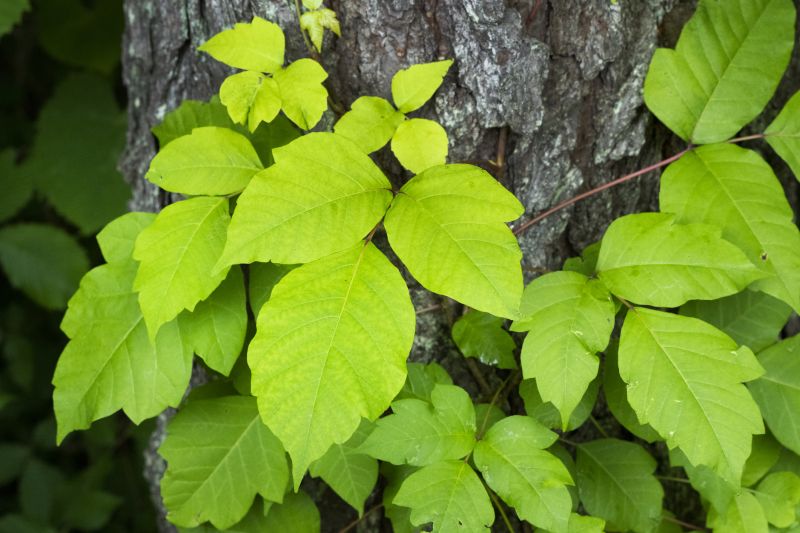 poison oak removal