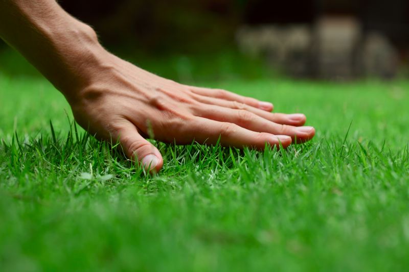 Healthy Lawn Result
