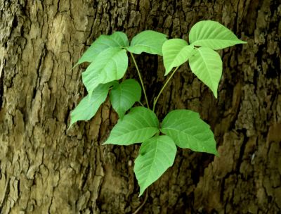 Poison Oak Removal, Poison Oak Removal, Illinois